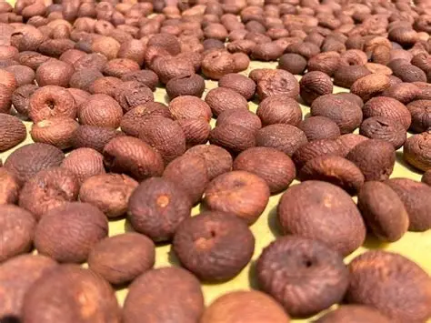 Areca Nut